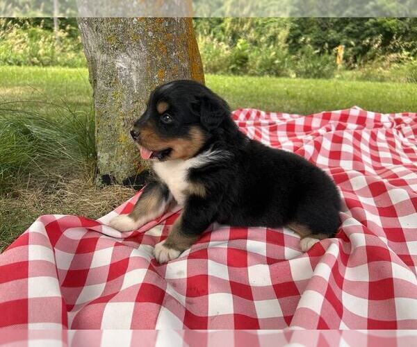 Medium Photo #7 Australian Shepherd Puppy For Sale in JEROMESVILLE, OH, USA