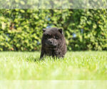 Small #5 Chow Chow