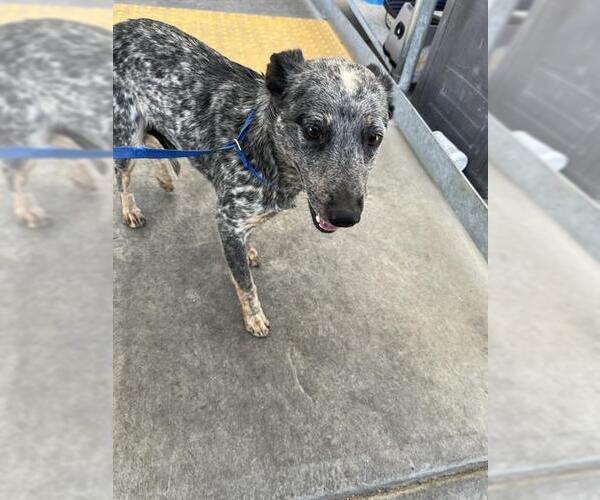 Medium Photo #1 Texas Heeler Puppy For Sale in Bakersfield, CA, USA