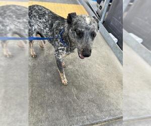 Texas Heeler Dogs for adoption in Bakersfield, CA, USA
