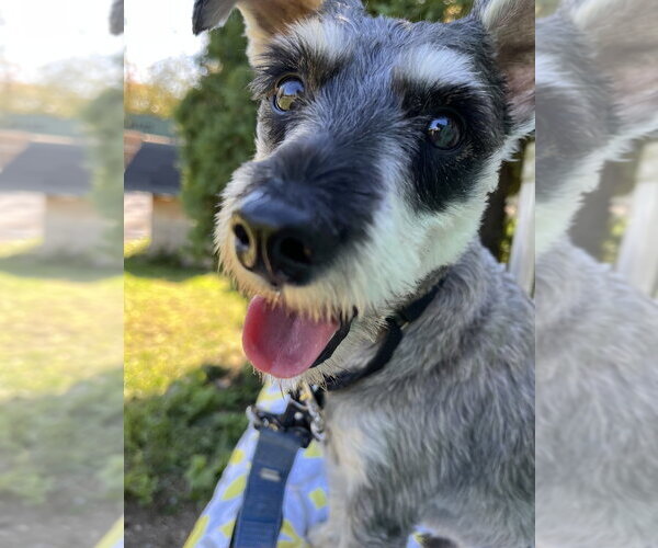 Medium Photo #1 Mutt Puppy For Sale in Elmsford, NY, USA