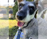 Crane - Male Mutt Dog for Adoption - Small photo