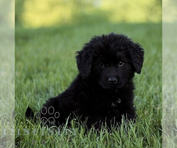 Medium Photo #3 Newfoundland Puppy For Sale in NEW HOLLAND, PA, USA