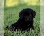 Small #2 Newfoundland