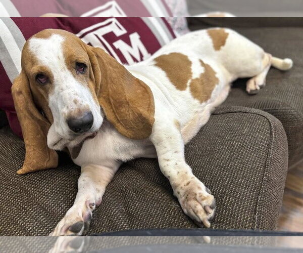 Medium Photo #2 Basset Hound Puppy For Sale in Deepwater, NJ, USA