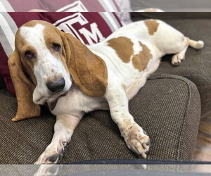 JAZZY - Female Basset Hound Dog for Adoption - Photo #2