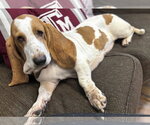 Small Photo #2 Basset Hound Puppy For Sale in Deepwater, NJ, USA