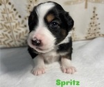 Small Photo #23 Australian Shepherd Puppy For Sale in OLD LYME, CT, USA