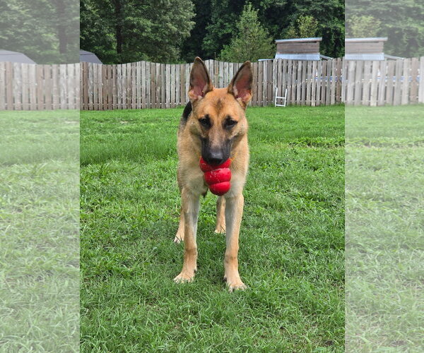 Medium Photo #2 German Shepherd Dog Puppy For Sale in New Hill, NC, USA