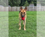 Small #1 German Shepherd Dog