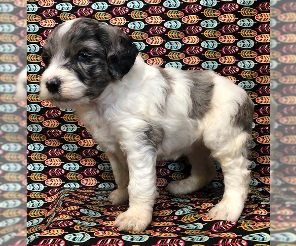 Medium Photo #1 Aussie-Poo Puppy For Sale in NUNN, CO, USA