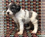 Small Photo #1 Aussie-Poo Puppy For Sale in NUNN, CO, USA
