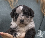 Puppy 5 Miniature Australian Shepherd-Poodle (Standard) Mix