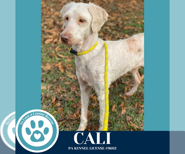 Medium Photo #3 Poodle (Standard) Puppy For Sale in Kimberton, PA, USA