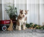 Small Photo #9 Siberian Husky Puppy For Sale in SHREVE, OH, USA