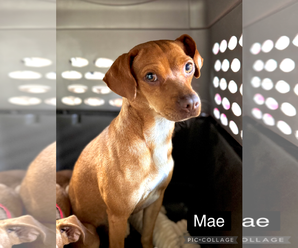 Medium Photo #13 Chiweenie Puppy For Sale in Valrico, FL, USA
