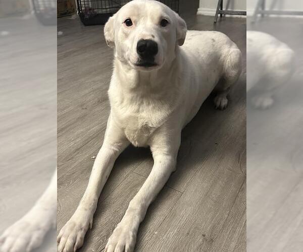 Medium Photo #2 Mutt Puppy For Sale in San Antonio, TX, USA