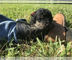 Airedoodle Puppy for sale in LEOMA, TN, USA