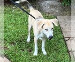 Small Photo #3 Huskies -Labrador Retriever Mix Puppy For Sale in HOUSTON, TX, USA