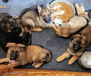 German Shepherd Dog Litter for sale in BUNCOMBE, IL, USA