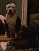 Small Photo #1 American Pit Bull Terrier Puppy For Sale in LOUISVILLE, KY, USA