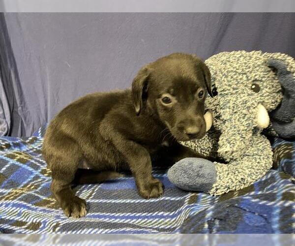 Medium Photo #1 Labrador Retriever-Unknown Mix Puppy For Sale in Modesto, CA, USA