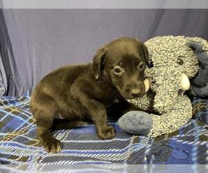 Labrador Retriever-Unknown Mix Dogs for adoption in Modesto, CA, USA