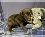 Small Labrador Retriever Mix