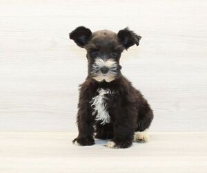Schnauzer (Miniature) Puppy for Sale in LAS VEGAS, Nevada USA