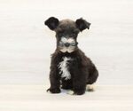 Small Schnauzer (Miniature)