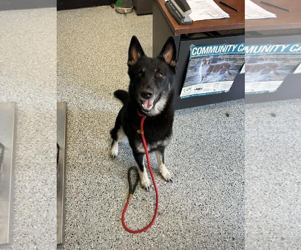 Medium Photo #2 Siberian Husky-Unknown Mix Puppy For Sale in Front Royal, VA, USA