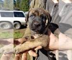 Small Photo #2 German Shepherd Dog-Mastiff Mix Puppy For Sale in DISCOVERY BAY, CA, USA
