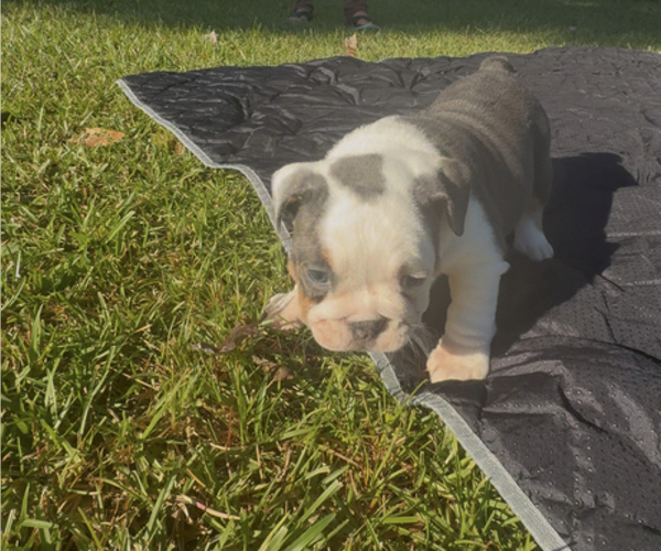 Medium Photo #2 Bulldog Puppy For Sale in PACE, FL, USA