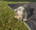 Small Photo #13 Bulldog Puppy For Sale in PACE, FL, USA