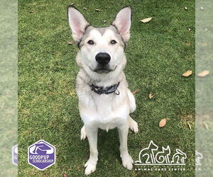 German Shepherd Dog-Unknown Mix Dogs for adoption in Irvine, CA, USA