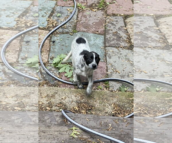 Medium Photo #1 Mutt Puppy For Sale in Garden City, NY, USA