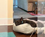 Small #1 American Boston Bull Terrier