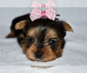 Yorkshire Terrier Puppy for sale in FAIRFAX, MO, USA