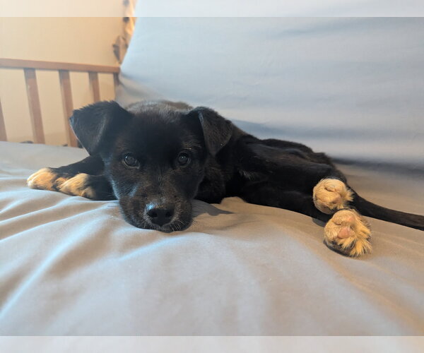 Medium Photo #3 Mutt Puppy For Sale in Calhoun, GA, USA