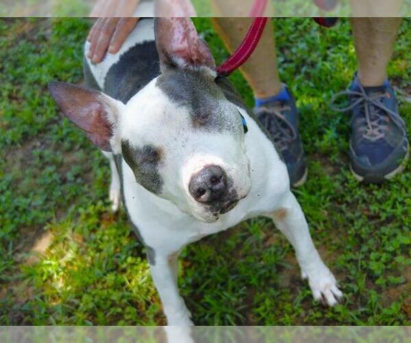 Medium Photo #10 American Staffordshire Terrier-Unknown Mix Puppy For Sale in Tallahassee, FL, USA