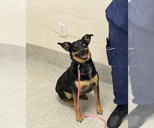 Chihuahua-Unknown Mix Dogs for adoption in Fort Collins, CO, USA