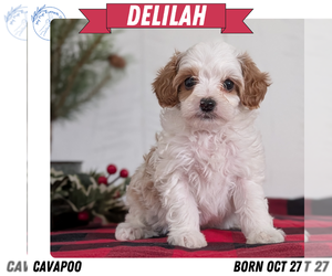 Medium Cavapoo (Miniature)