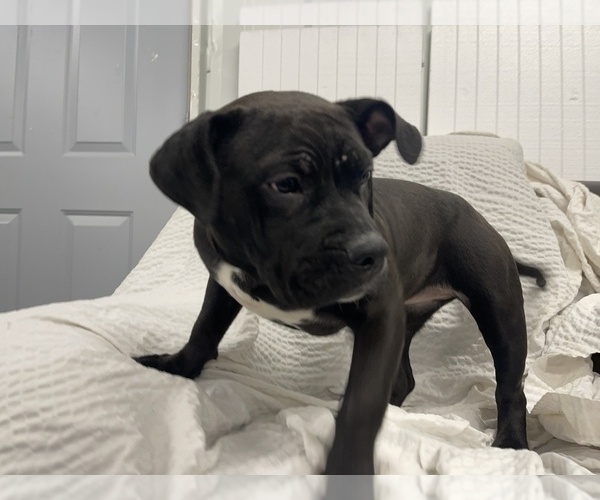 Medium Photo #13 American Bully Puppy For Sale in REESEVILLE, WI, USA