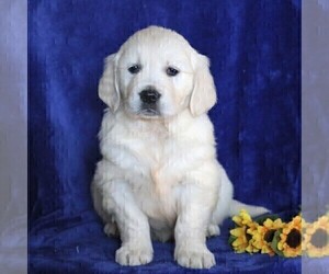 English Cream Golden Retriever Puppy for sale in MYERSTOWN, PA, USA
