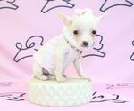 Small Photo #33 Chihuahua Puppy For Sale in LAS VEGAS, NV, USA