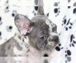Small Photo #3 French Bulldog Puppy For Sale in GREAT NECK, NY, USA
