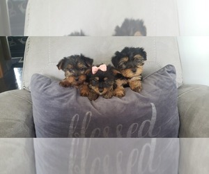 Yorkshire Terrier Puppy for sale in OTTAWA, OH, USA
