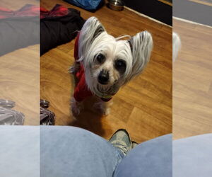 Mutt Dogs for adoption in Erie, MI, USA