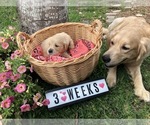 Small Photo #10 Golden Retriever Puppy For Sale in CYPRESS, TX, USA