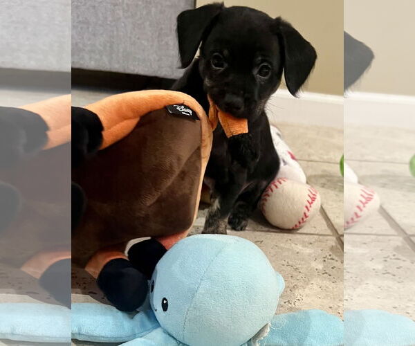 Medium Photo #1 Mutt Puppy For Sale in Plainfield, IL, USA